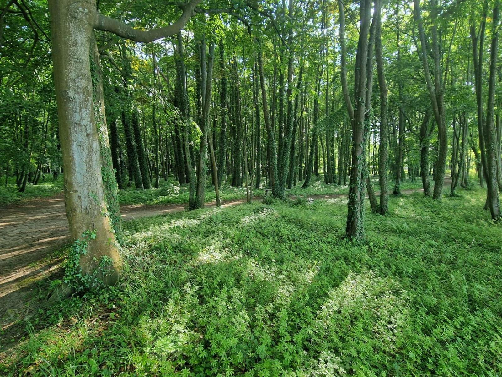 Osrodek Promenada- Domki Jastrzębia Góra Exterior foto
